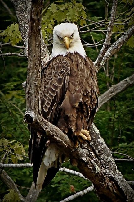 eagle Blank Meme Template