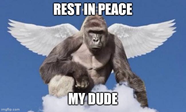 Harambe | REST IN PEACE MY DUDE | image tagged in harambe | made w/ Imgflip meme maker