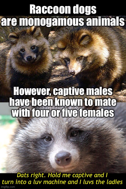 Raccoon dogs
are monogamous animals However, captive males have been known to mate with four or five females Dats right. Hold me captive and | made w/ Imgflip meme maker