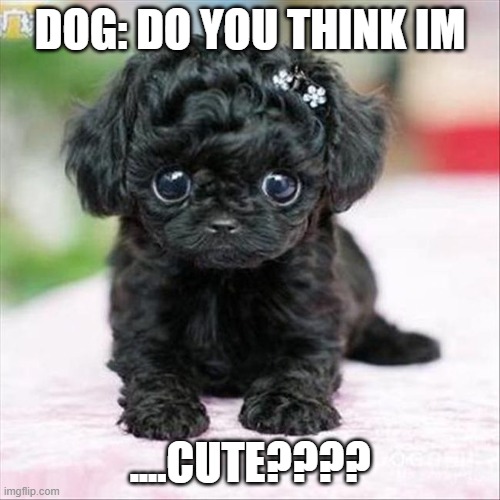 Cute puppy | DOG: DO YOU THINK IM; ....CUTE???? | image tagged in cute puppy,puppy meme | made w/ Imgflip meme maker