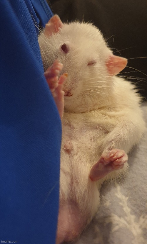 The rattus says Merry Christmas! Wont be on for a bit so I can have a life tomorrow | made w/ Imgflip meme maker