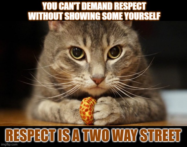 This #lolcat wonders why some demand respect without showing it themselves | YOU CAN'T DEMAND RESPECT
WITHOUT SHOWING SOME YOURSELF; RESPECT IS A TWO WAY STREET | image tagged in respect,hypocrisy,lolcat,think about it | made w/ Imgflip meme maker