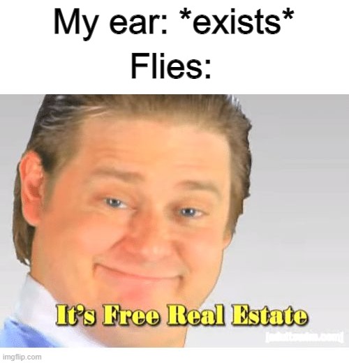 i cant express how much i HATE FLIES >_< | My ear: *exists*; Flies: | image tagged in it's free real estate,flies,so true memes,relatable,memes | made w/ Imgflip meme maker