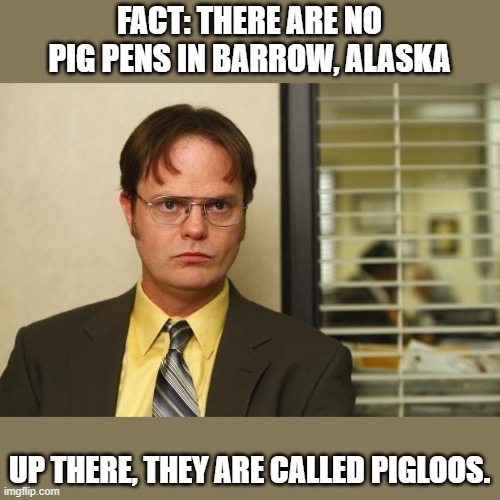 Dwight false | FACT: THERE ARE NO PIG PENS IN BARROW, ALASKA; UP THERE, THEY ARE CALLED PIGLOOS. | image tagged in dwight false | made w/ Imgflip meme maker