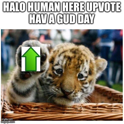 Here, take this upvote |  HALO HUMAN HERE UPVOTE
HAV A GUD DAY | image tagged in tiger | made w/ Imgflip meme maker
