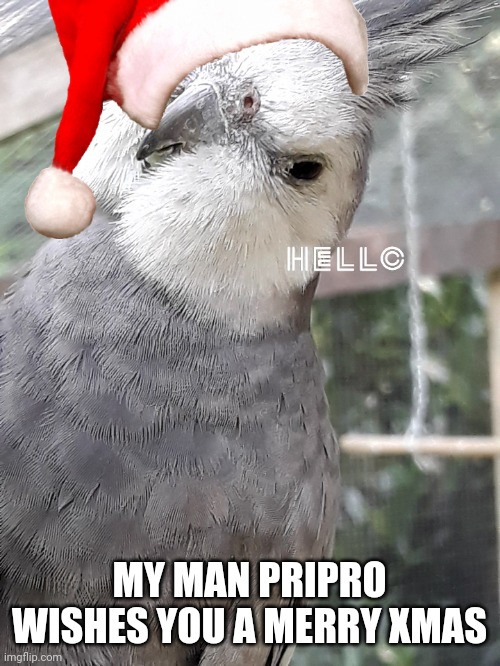 Birb friendo | MY MAN PRIPRO WISHES YOU A MERRY XMAS | image tagged in birb | made w/ Imgflip meme maker