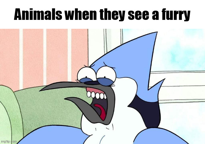 Animals when they see a furry | image tagged in furry,animals,memes,regular show | made w/ Imgflip meme maker