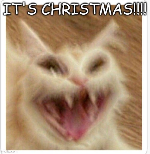 It's Christmas everybody! |  IT'S CHRISTMAS!!!! | image tagged in funny,screaming cat,christmas | made w/ Imgflip meme maker