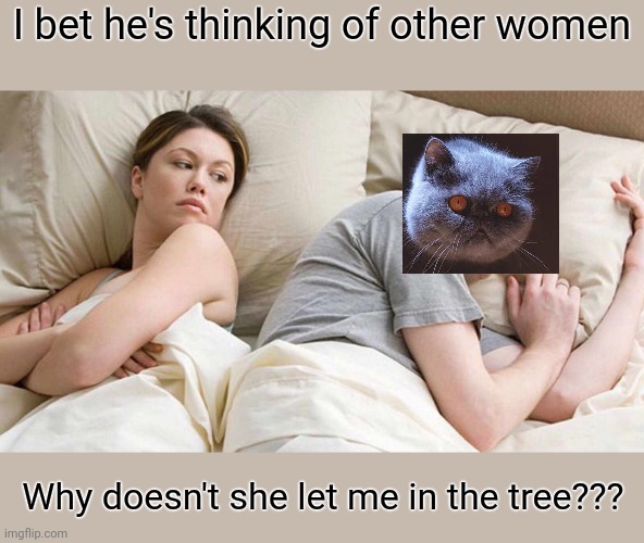 Merry Christmas Cats stream! | I bet he's thinking of other women; Why doesn't she let me in the tree??? | image tagged in memes,i bet he's thinking about other women | made w/ Imgflip meme maker