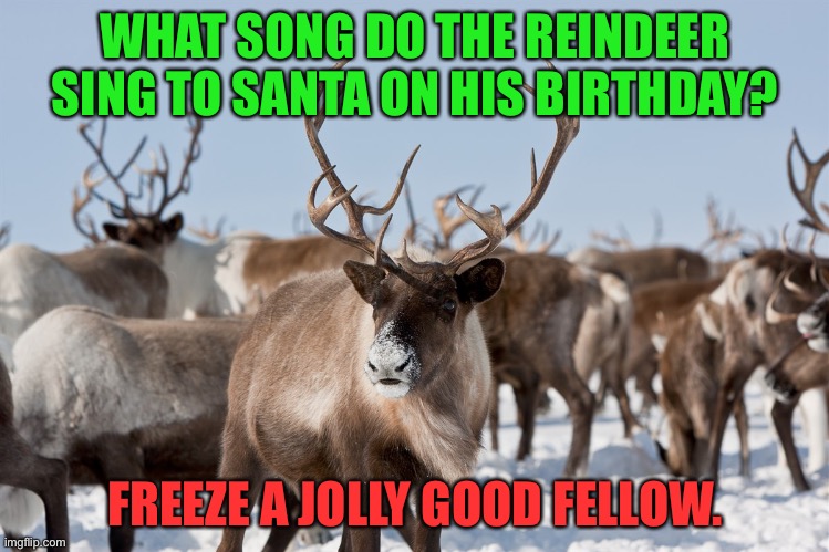 Santa | WHAT SONG DO THE REINDEER SING TO SANTA ON HIS BIRTHDAY? FREEZE A JOLLY GOOD FELLOW. | image tagged in reindeer | made w/ Imgflip meme maker