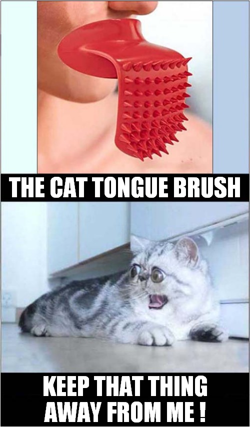 A Weird Novelty Pet Accessory ? | THE CAT TONGUE BRUSH; KEEP THAT THING
AWAY FROM ME ! | image tagged in cats,novelty,toys | made w/ Imgflip meme maker