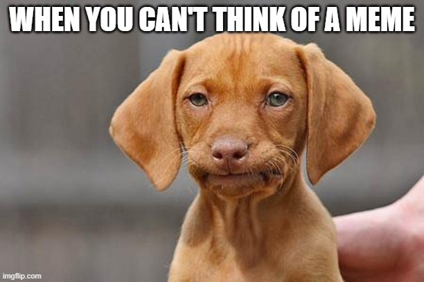 Dissapointed puppy | WHEN YOU CAN'T THINK OF A MEME | image tagged in dissapointed puppy,doggo | made w/ Imgflip meme maker