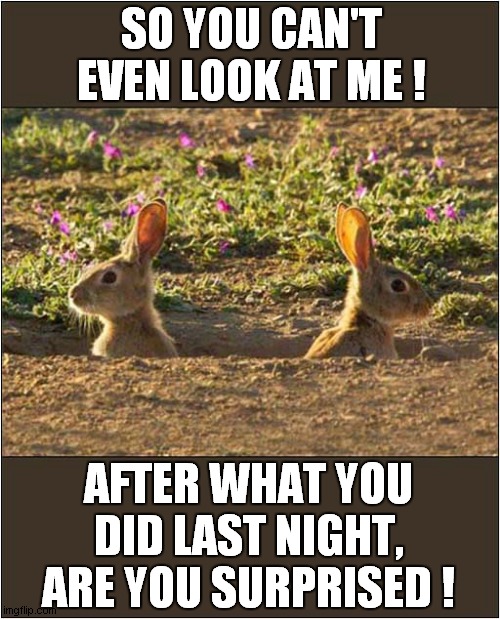 Bickering Bunnies ! | SO YOU CAN'T EVEN LOOK AT ME ! AFTER WHAT YOU DID LAST NIGHT, ARE YOU SURPRISED ! | image tagged in rabbits,arguments | made w/ Imgflip meme maker