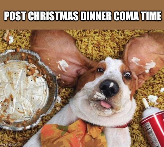 Christmas dinner coma time | POST CHRISTMAS DINNER COMA TIME | image tagged in stuffed,christmas dinner,christmas,hound dog | made w/ Imgflip meme maker
