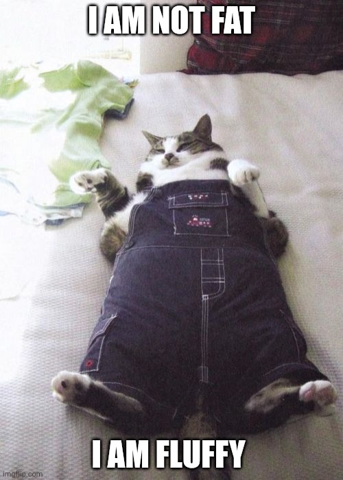Fat Cat Meme | I AM NOT FAT; I AM FLUFFY | image tagged in memes,fat cat | made w/ Imgflip meme maker