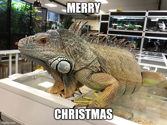 Welp | MERRY; CHRISTMAS | made w/ Imgflip meme maker