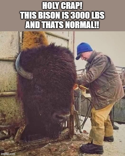 Big Dudes! | HOLY CRAP!
THIS BISON IS 3000 LBS
AND THATS NORMAL!! | image tagged in bison,big | made w/ Imgflip meme maker