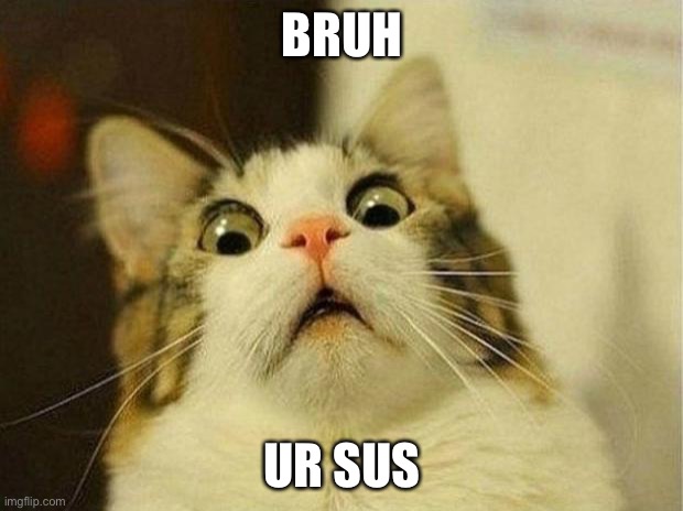 That’s sus bro | BRUH; UR SUS | image tagged in memes,scared cat,cat,cute,adorable,kitty | made w/ Imgflip meme maker