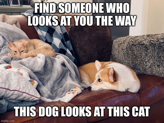 FIND SOMEONE WHO LOOKS AT YOU THE WAY; THIS DOG LOOKS AT THIS CAT | made w/ Imgflip meme maker