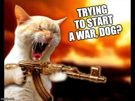 cat with gun | TRYING TO START A WAR, DOG? | image tagged in cat with gun | made w/ Imgflip meme maker