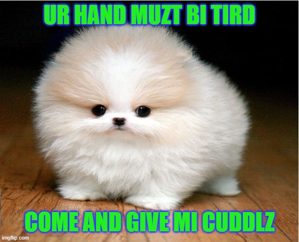 Doggy wants sum cuddlz |  UR HAND MUZT BI TIRD; COME AND GIVE MI CUDDLZ | image tagged in animals,dogs,cute | made w/ Imgflip meme maker