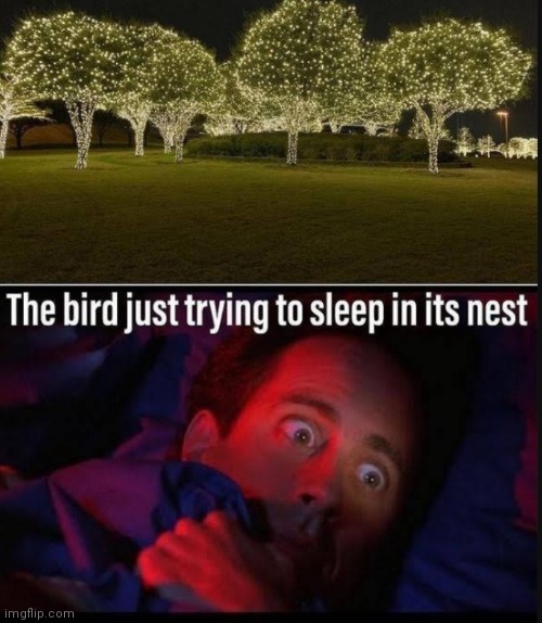 image tagged in memes,bird,nest | made w/ Imgflip meme maker