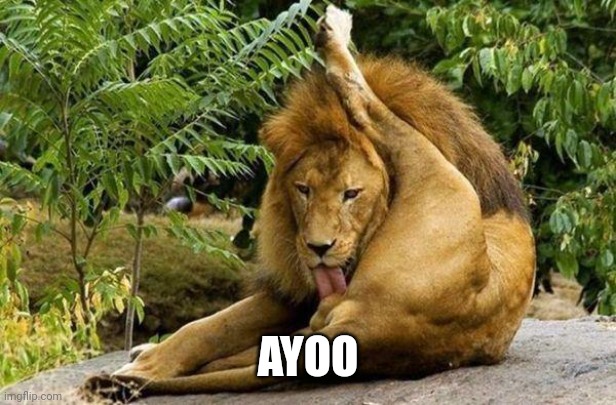 lion licking balls | AYOO | image tagged in lion licking balls | made w/ Imgflip meme maker