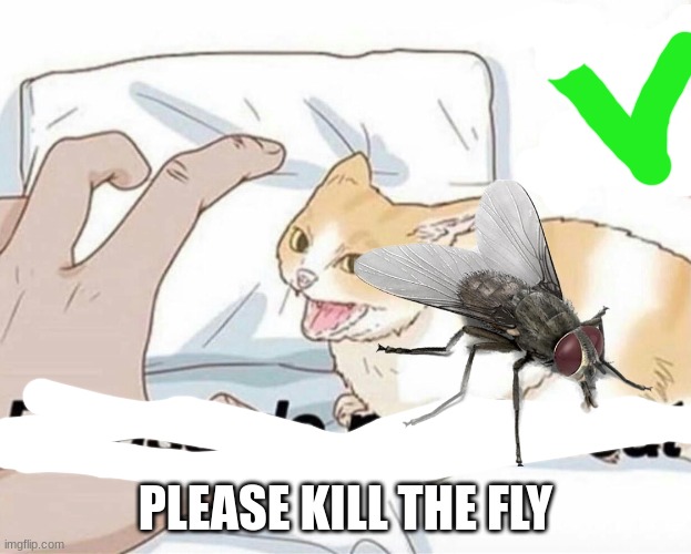 UWUUWUWUWUWUWUWUUWUWUUWUUUWUWUUUWUUUUUWUUU |  PLEASE KILL THE FLY | image tagged in please do not the cat,please kill the fly | made w/ Imgflip meme maker