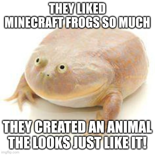 FROG | THEY LIKED MINECRAFT FROGS SO MUCH; THEY CREATED AN ANIMAL THE LOOKS JUST LIKE IT! | image tagged in wednesday frog blank | made w/ Imgflip meme maker