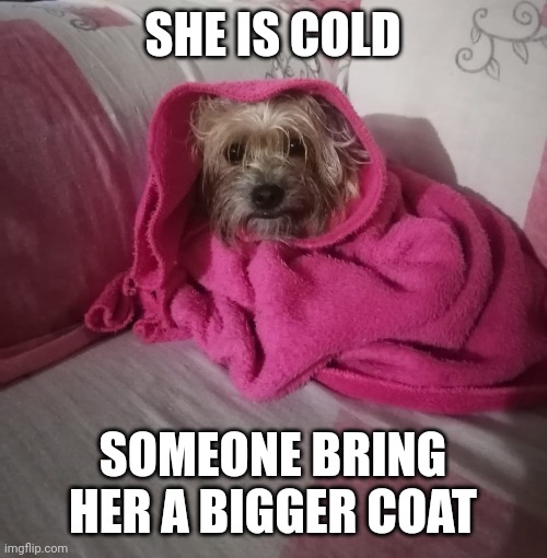 GIVE HER A COAT RIGHT NOW | SHE IS COLD; SOMEONE BRING HER A BIGGER COAT | image tagged in dog,cold | made w/ Imgflip meme maker