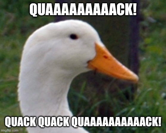 QUAAAAAAAAAACK! | QUAAAAAAAAACK! QUACK QUACK QUAAAAAAAAAACK! | image tagged in duck,quack,memes | made w/ Imgflip meme maker