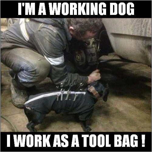 Every Workshop Needs One Of These ! | I'M A WORKING DOG; I WORK AS A TOOL BAG ! | image tagged in dogs,workshop,tools | made w/ Imgflip meme maker