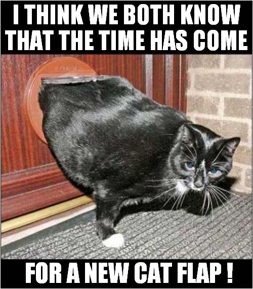 Cat Getting Fatter All The Time ! | I THINK WE BOTH KNOW THAT THE TIME HAS COME; FOR A NEW CAT FLAP ! | image tagged in cats,fat cat,cat flap | made w/ Imgflip meme maker