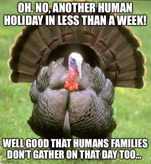 turkeys think we gather too much bc they get eaten | OH, NO, ANOTHER HUMAN HOLIDAY IN LESS THAN A WEEK! WELL GOOD THAT HUMANS FAMILIES DON’T GATHER ON THAT DAY TOO… | image tagged in turkey,funny,dark humor,thanksgiving,christmas,happy new year | made w/ Imgflip meme maker