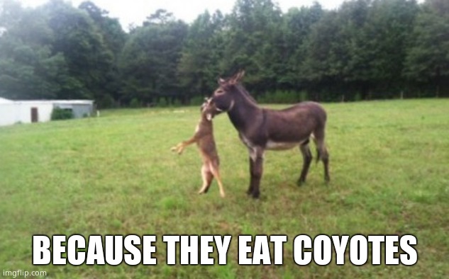BECAUSE THEY EAT COYOTES | made w/ Imgflip meme maker