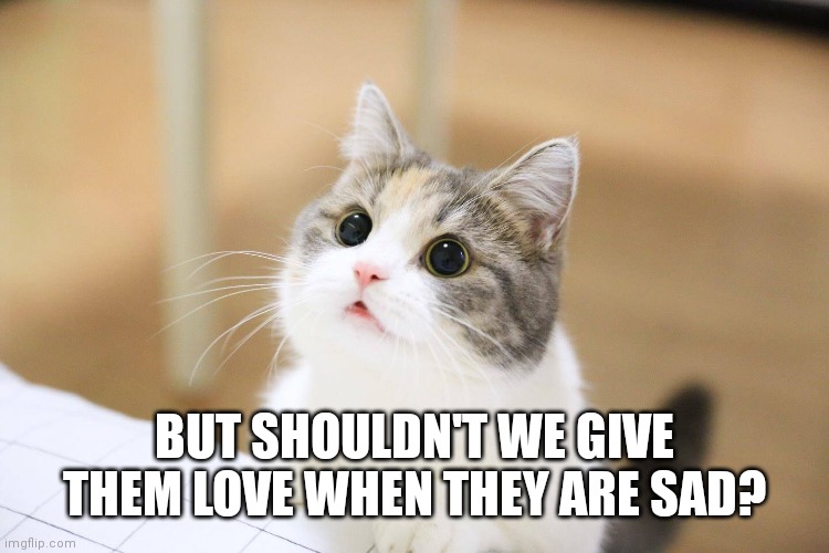 cute cat | BUT SHOULDN'T WE GIVE THEM LOVE WHEN THEY ARE SAD? | image tagged in cute cat | made w/ Imgflip meme maker