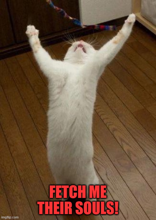 Evil cat | FETCH ME THEIR SOULS! | image tagged in evil cat | made w/ Imgflip meme maker