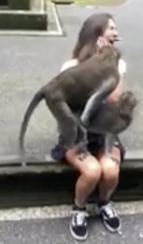 monkeys humping on womans lap Blank Meme Template