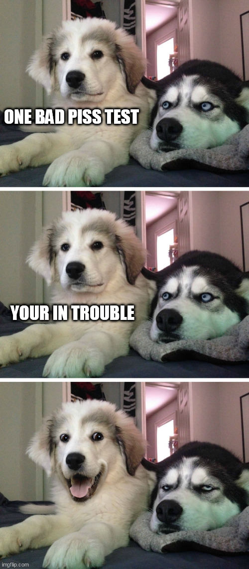 Bad pun dogs | ONE BAD PISS TEST; YOUR IN TROUBLE | image tagged in bad pun dogs | made w/ Imgflip meme maker