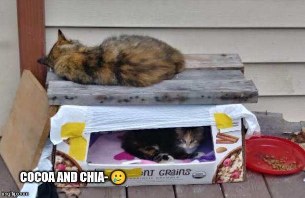 COCOA AND CHIA- 🥲 | made w/ Imgflip meme maker