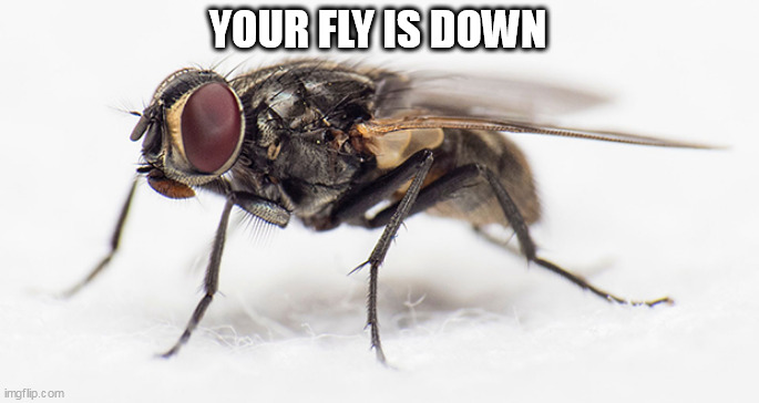 Fly | YOUR FLY IS DOWN | image tagged in fly | made w/ Imgflip meme maker