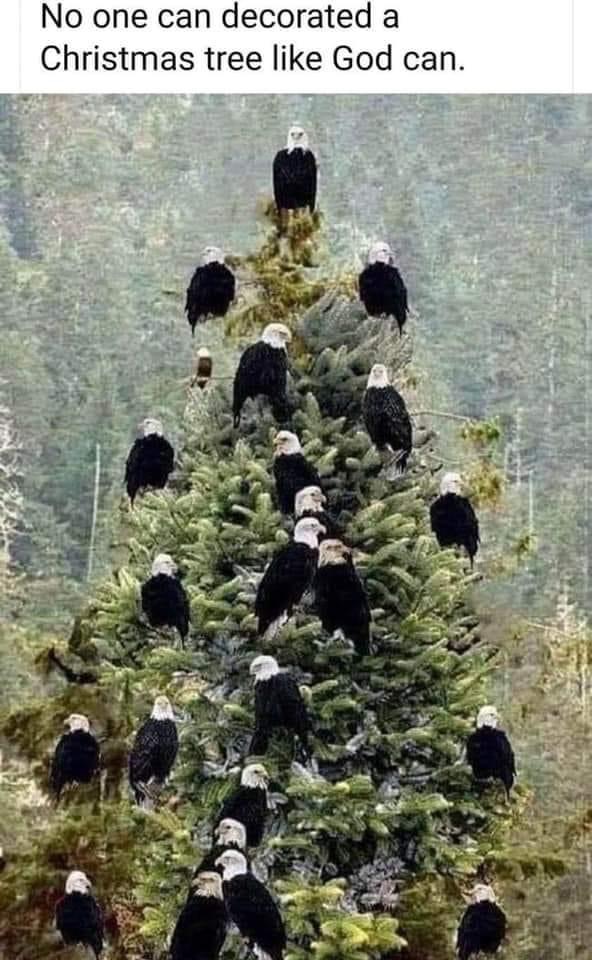 High Quality Bald Eagle Christmas tree Blank Meme Template