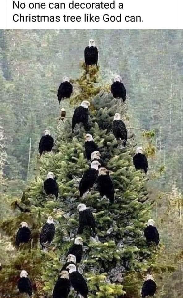 this was my Xmas tree this year hbu | image tagged in bald eagle christmas tree | made w/ Imgflip meme maker
