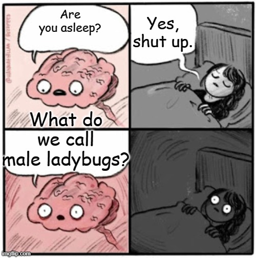 Brain Before Sleep | Yes, shut up. Are you asleep? What do we call male ladybugs? | image tagged in brain before sleep,memes,funny,meme,funny meme,funny memes | made w/ Imgflip meme maker