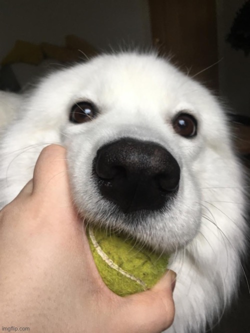 B a l z | image tagged in b a l z | made w/ Imgflip meme maker