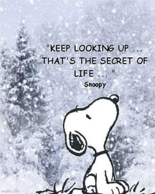 Looking up | image tagged in happy,secret of life,positive thinking,optimism,real life | made w/ Imgflip meme maker
