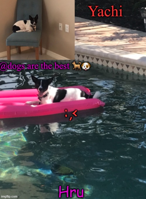 Yachi’s Skunky temp | :,<; Hru | image tagged in yachi s skunky temp | made w/ Imgflip meme maker