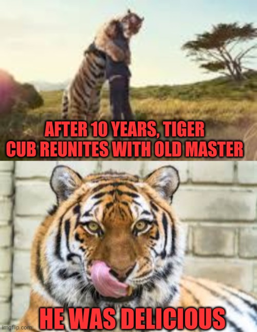 Cub reunites with Master | AFTER 10 YEARS, TIGER CUB REUNITES WITH OLD MASTER; HE WAS DELICIOUS | image tagged in reunite,dinner,snack,a bite,golden corral | made w/ Imgflip meme maker