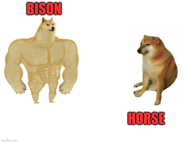 Buff Doge vs. Cheems Meme | BISON HORSE | image tagged in memes,buff doge vs cheems | made w/ Imgflip meme maker