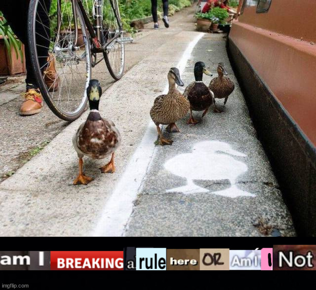 Always that odd duck that does not follow the rules | image tagged in black background,ducks | made w/ Imgflip meme maker